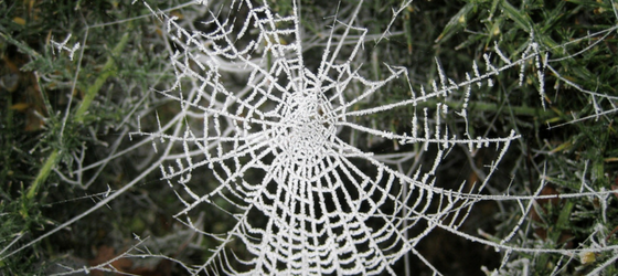 Of nets, webs and weaves