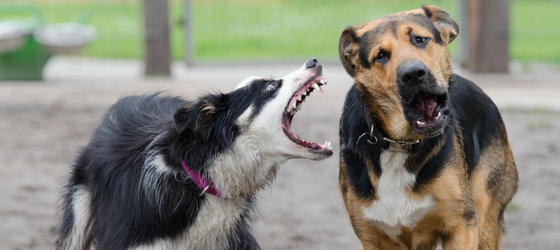 Fire and anger – on Christmas Day