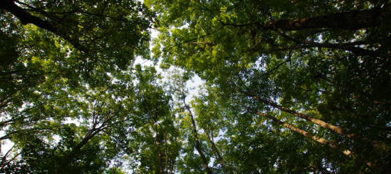 Trees of righteousness