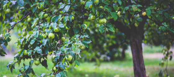 The tree in the seed