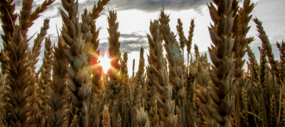 Gideon: Wheat in the winepress – Judges 6, 7, 8